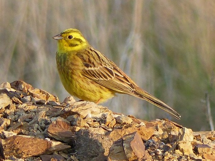 Emberiza citrinella Linnaeus, 1758; strnad obecný