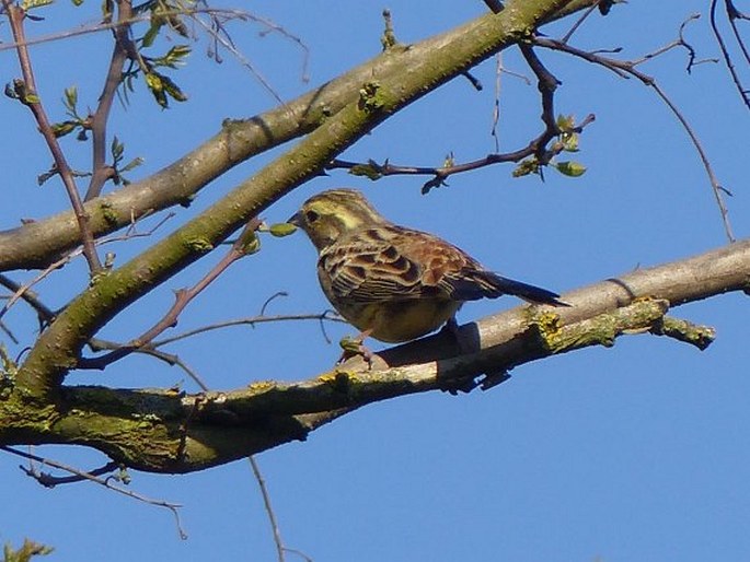 Emberiza citrinella, strnad obecný