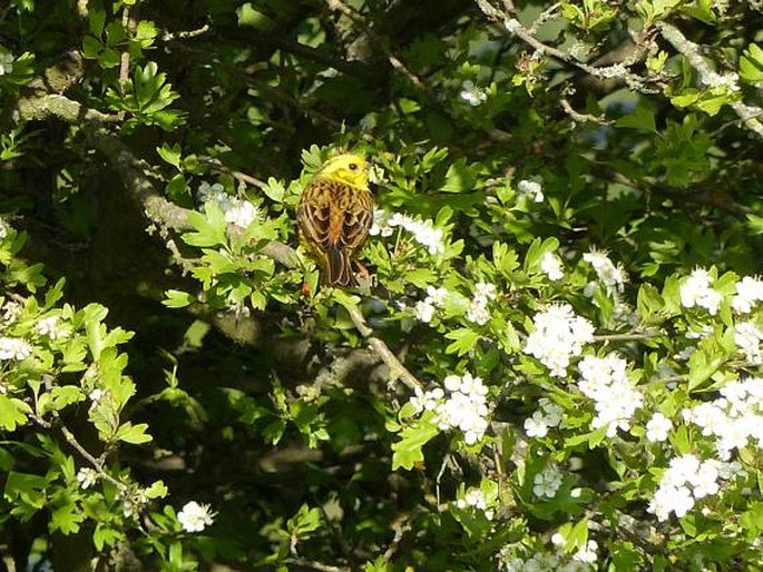 Emberiza citrinella, strnad obecný