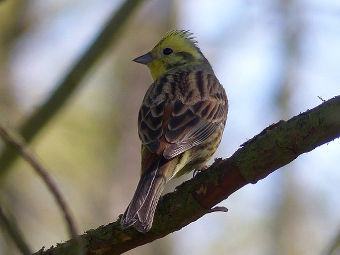 Emberiza citrinella, strnad obecný