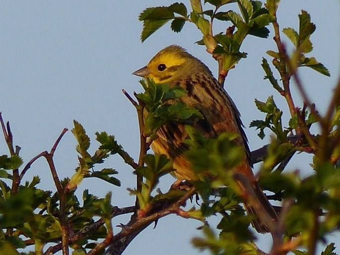 Emberiza citrinella, strnad obecný