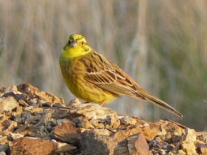 Emberiza citrinella, strnad obecný