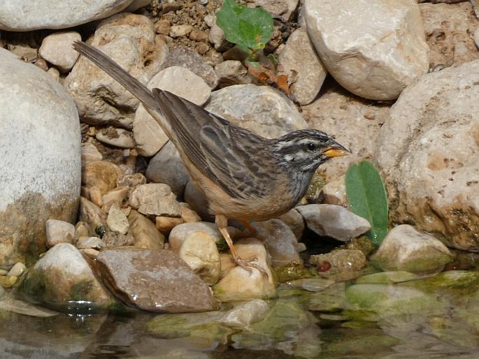 Emberiza tahapisi subsp. arabica, strnad skalní arabský