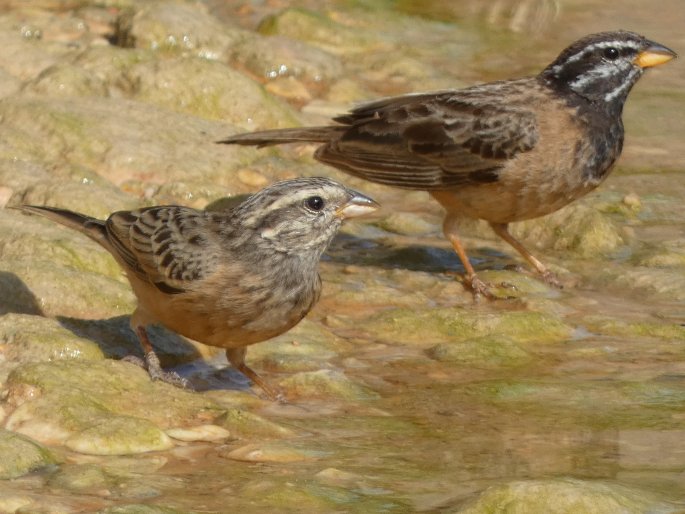 Emberiza tahapisi subsp. arabica, strnad skalní arabský