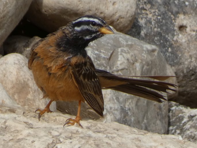 Emberiza tahapisi subsp. arabica, strnad skalní arabský