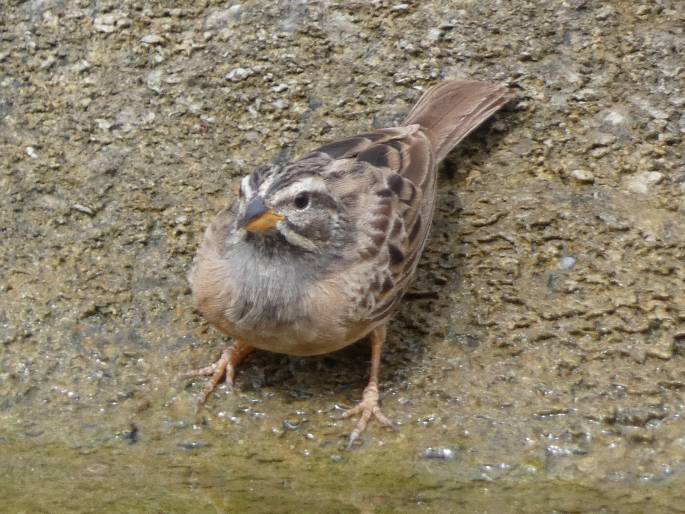 Emberiza tahapisi subsp. arabica, strnad skalní arabský