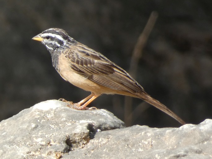 Emberiza tahapisi subsp. arabica, strnad skalní arabský