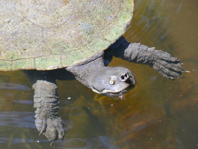 Emydura macquarii, emydura říční