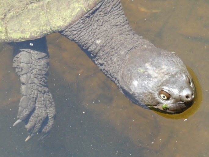 Emydura macquarii, emydura říční