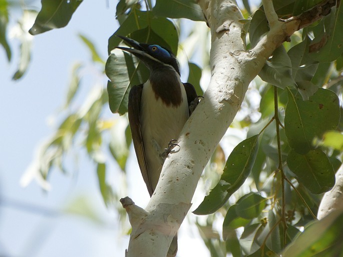 Entomyzon cyanotis, medosavka modrolící