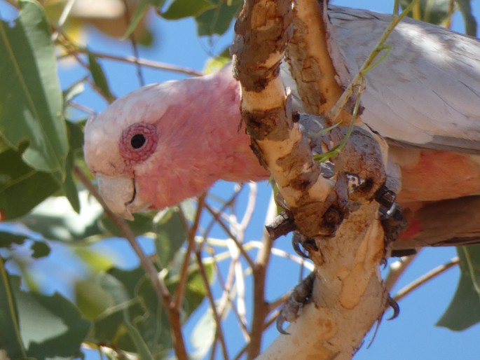 Eolophus roseicapilla subsp. kuhli, kakadu růžový Kuhlův