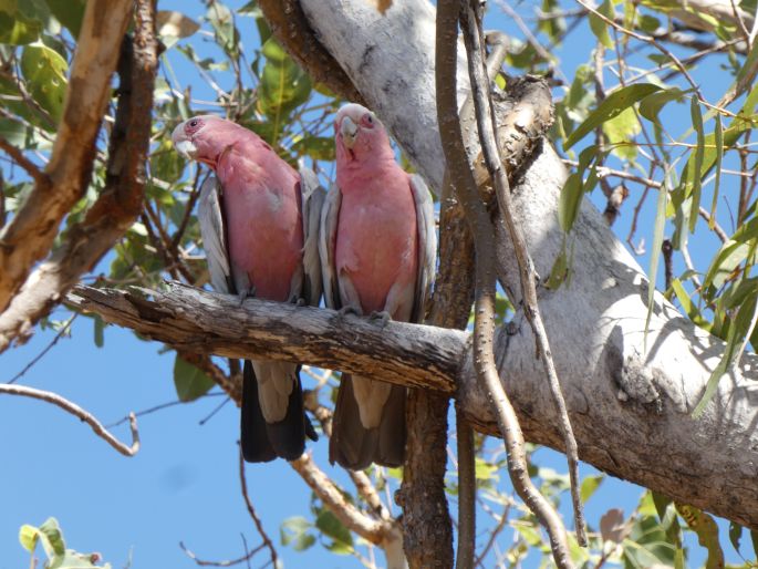 Eolophus roseicapilla subsp. kuhli, kakadu růžový Kuhlův