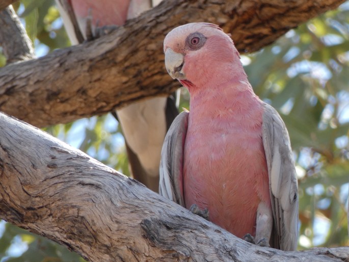 Eolophus roseicapilla subsp. kuhli, kakadu růžový Kuhlův