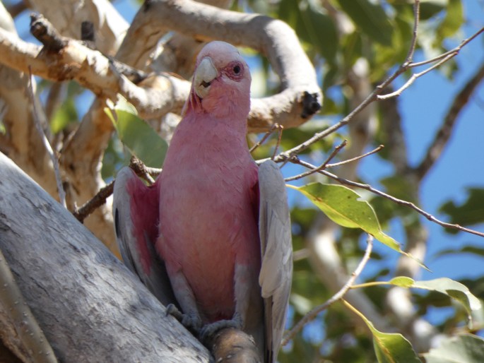 Eolophus roseicapilla subsp. kuhli, kakadu růžový Kuhlův