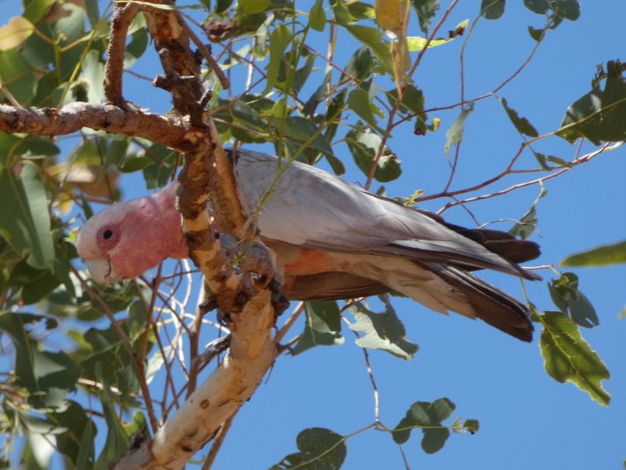 Eolophus roseicapilla subsp. kuhli, kakadu růžový Kuhlův