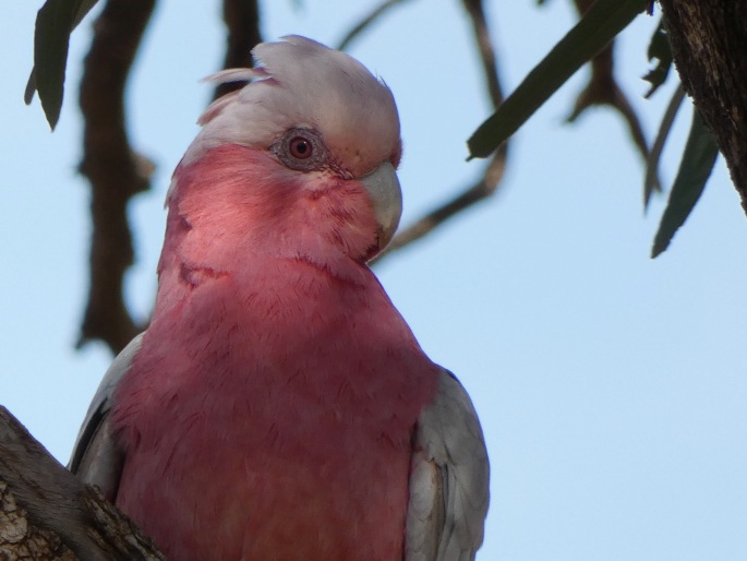 Eolophus roseicapilla, kakadu růžový