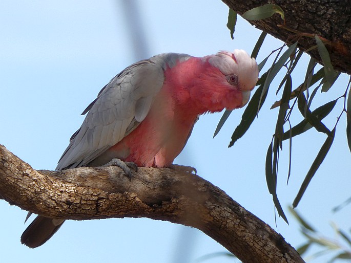 Eolophus roseicapilla, kakadu růžový