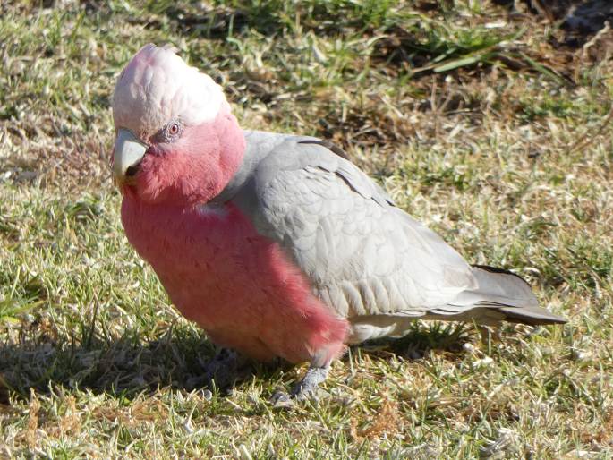 Eolophus roseicapilla, kakadu růžový