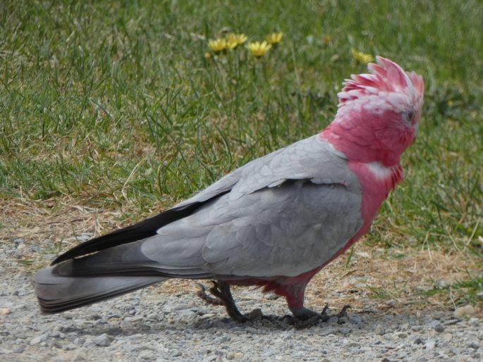 Eolophus roseicapilla, kakadu růžový