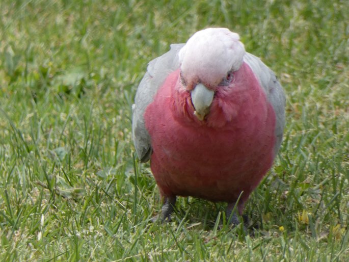 Eolophus roseicapilla, kakadu růžový