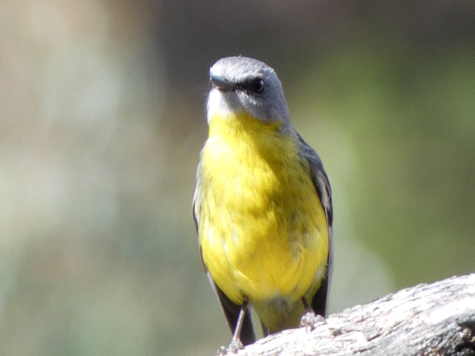 Eopsaltria australis, lejsčík žlutý