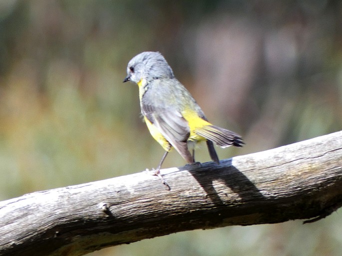 Eopsaltria australis, lejsčík žlutý