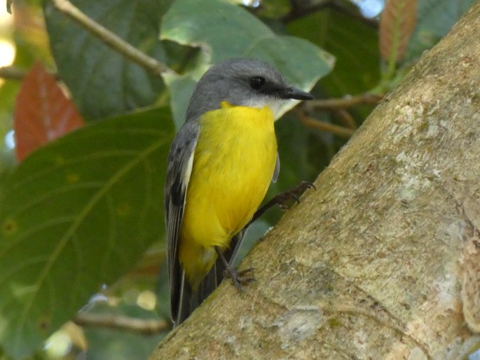 Eopsaltria australis chrysorrhos, lejsčík žlutý