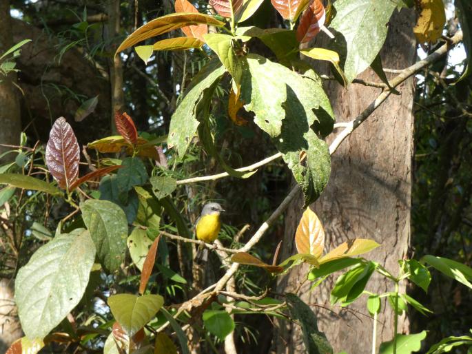 Eopsaltria australis chrysorrhos, lejsčík žlutý