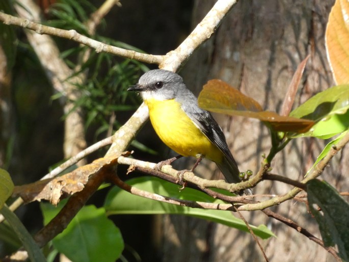 Eopsaltria australis chrysorrhos, lejsčík žlutý