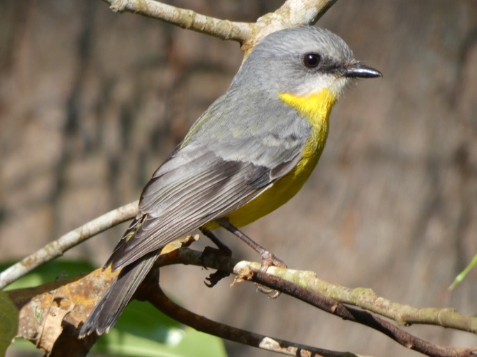 Eopsaltria australis chrysorrhos, lejsčík žlutý