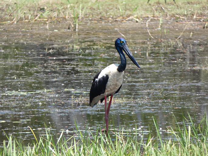 Ephippiorhynchus asiaticus, čáp černokrký