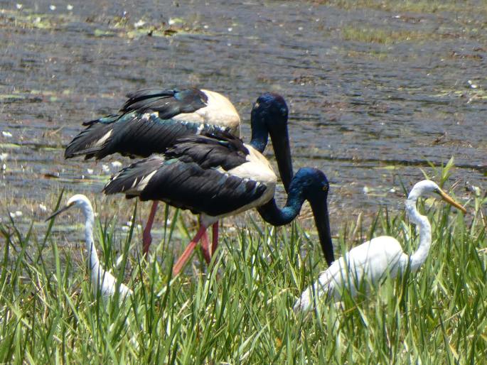 Ephippiorhynchus asiaticus, čáp černokrký