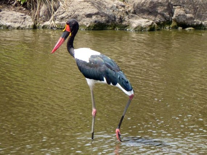 Ephippiorhynchus senegalensis, čáp sedlatý