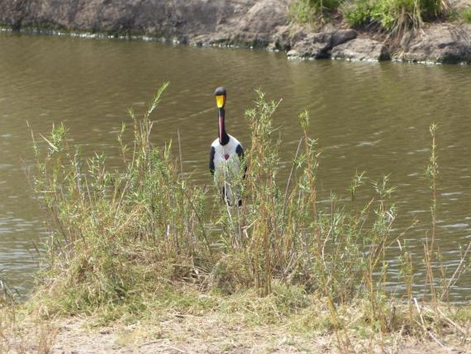 Ephippiorhynchus senegalensis, čáp sedlatý