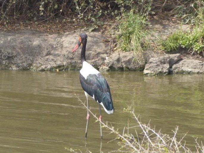 Ephippiorhynchus senegalensis, čáp sedlatý