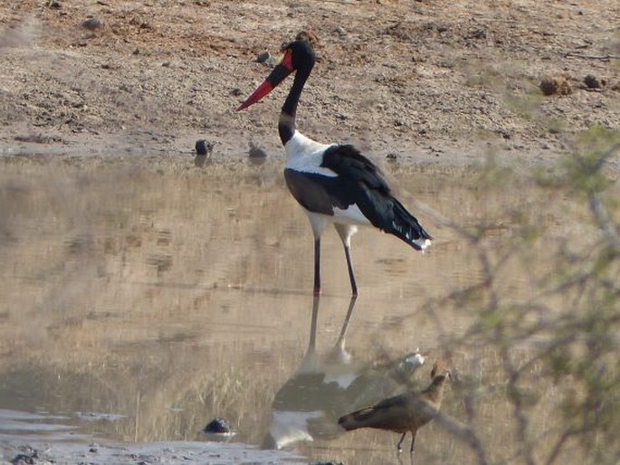 Ephippiorhynchus senegalensis, čáp sedlatý