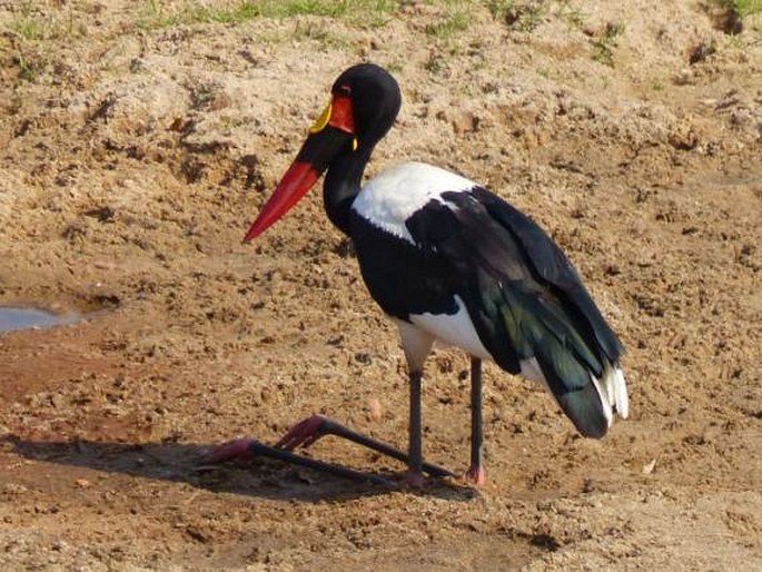 Ephippiorhynchus senegalensis, čáp sedlatý