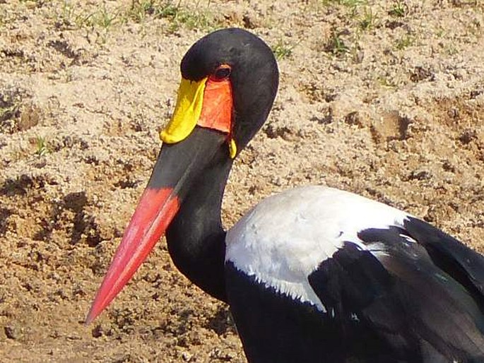 Ephippiorhynchus senegalensis, čáp sedlatý