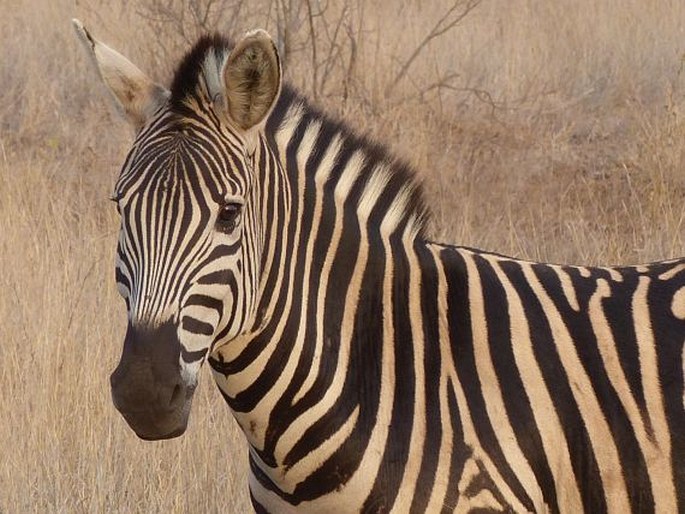 Equus quagga Boddaert, 1785; zebra stepní