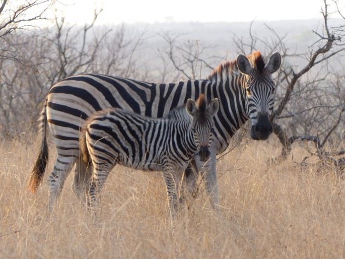 Equus quagga, zebra stepní