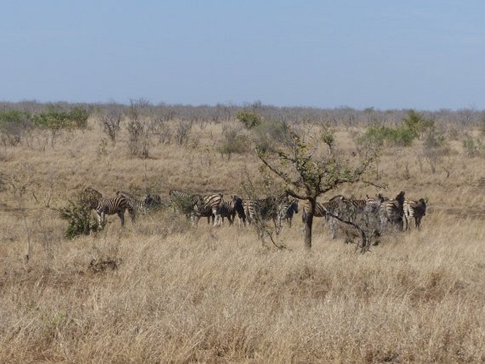 Equus quagga, zebra stepní