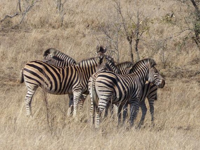 Equus quagga, zebra stepní