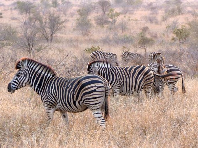 Equus quagga, zebra stepní