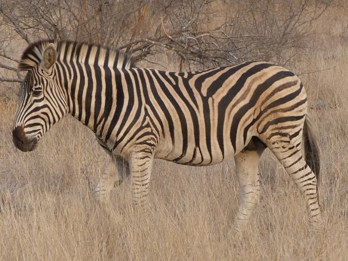 Equus quagga, zebra stepní