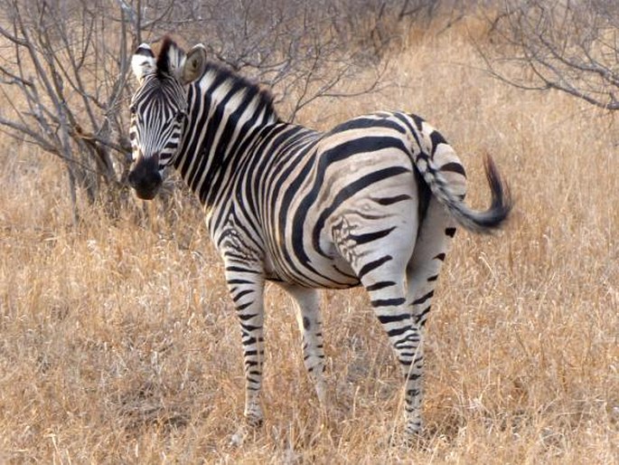 Equus quagga, zebra stepní