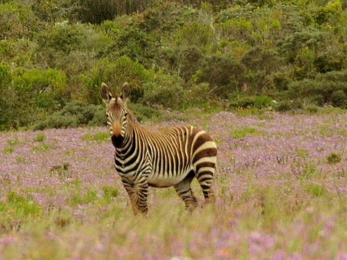 Equus zebra Linnaeus, 1758