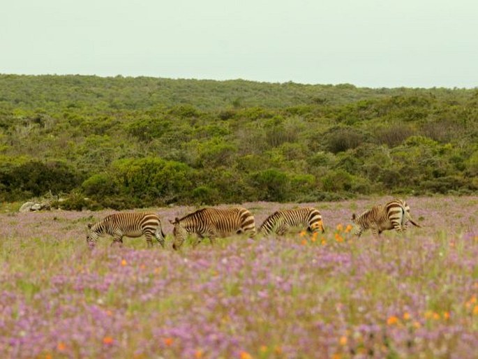 Equus zebra