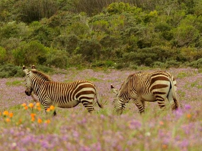 Equus zebra