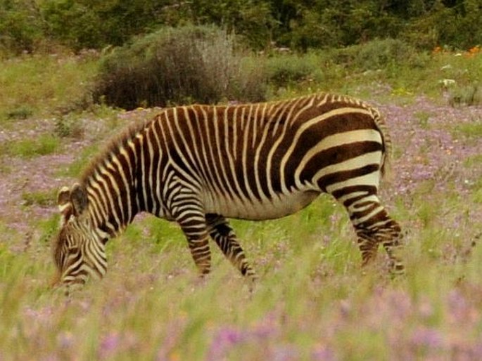 Equus zebra