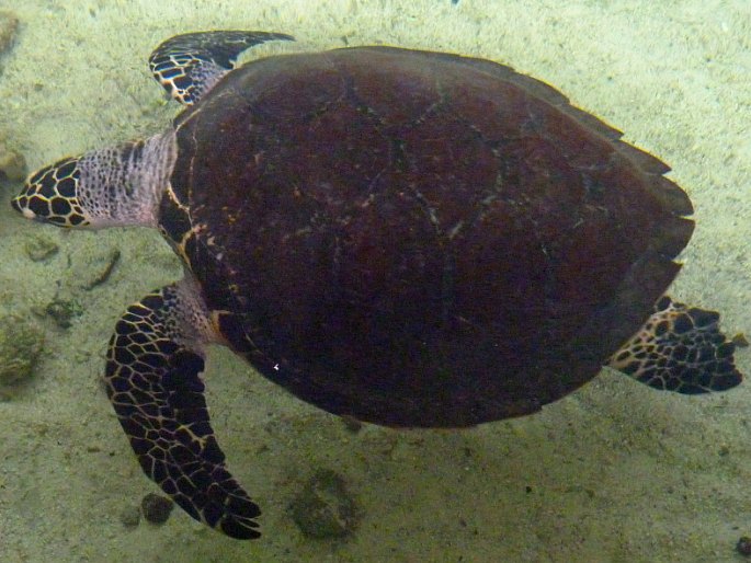 Eretmochelys imbricata, kareta pravá